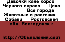 Девочки кане корсо. Черного окраса.  › Цена ­ 65 000 - Все города Животные и растения » Собаки   . Ростовская обл.,Волгодонск г.